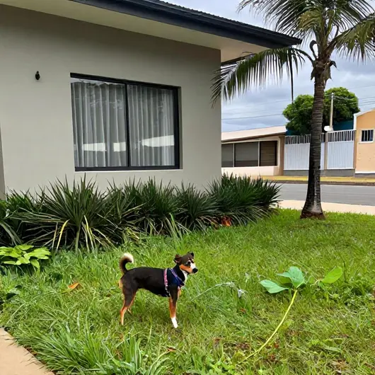 Descubra os Melhores Hotéis Pet Friendly em Teresina - PI